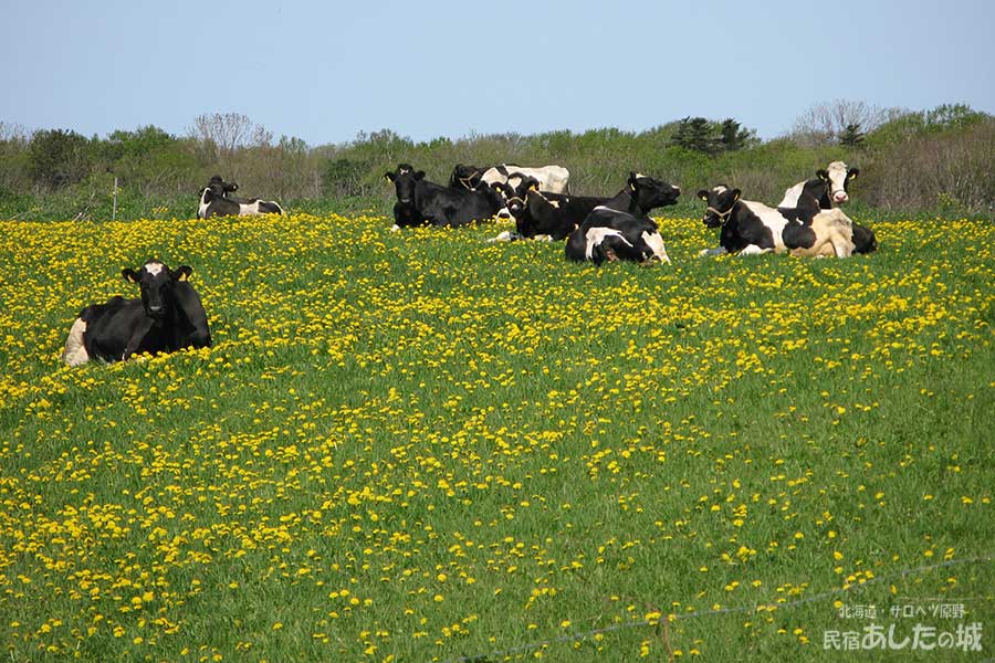 放牧されている牛（2009年5月25日）