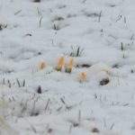雪の中のクロッカス