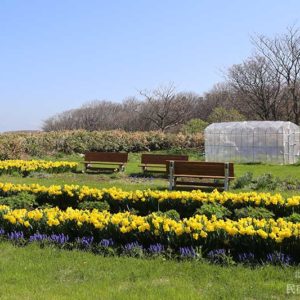 裏庭の水仙とムスカリ