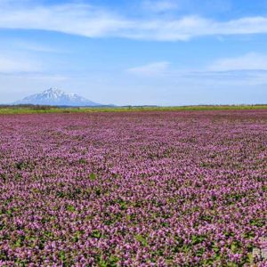 ヒメオドリコソウと利尻