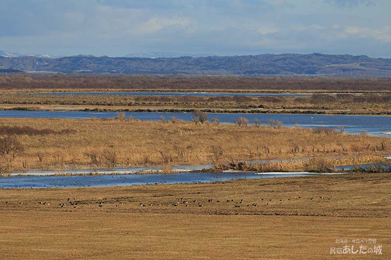 氾濫したサロベツ川と野鳥