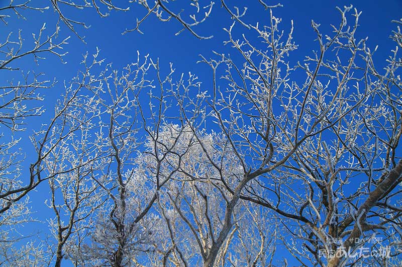 青空に映える樹氷