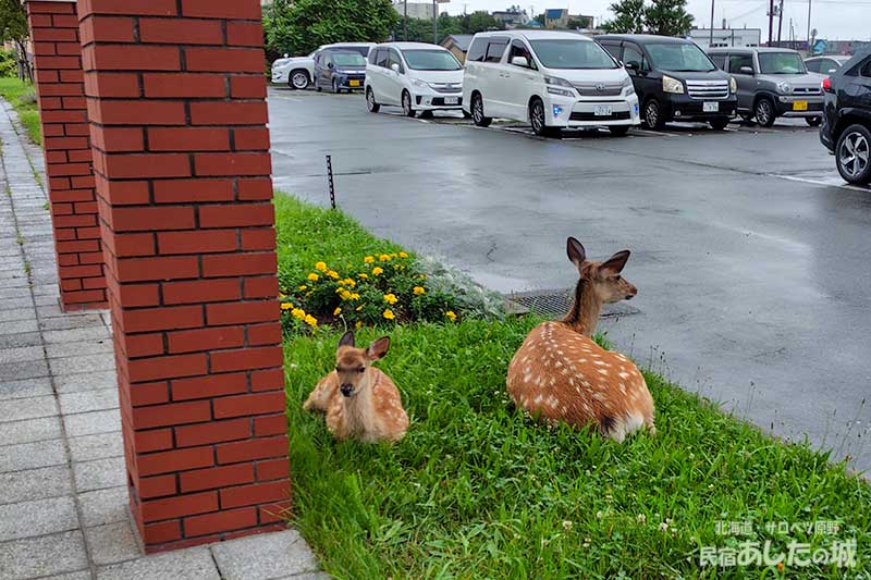 ここだけ色が違う