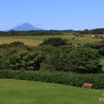 牧草二番草の刈り入れと利尻