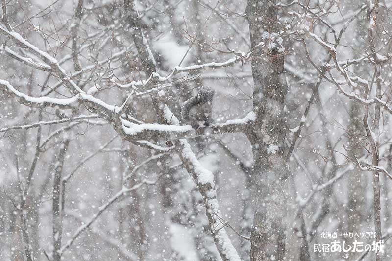 雪降る中のエゾリス