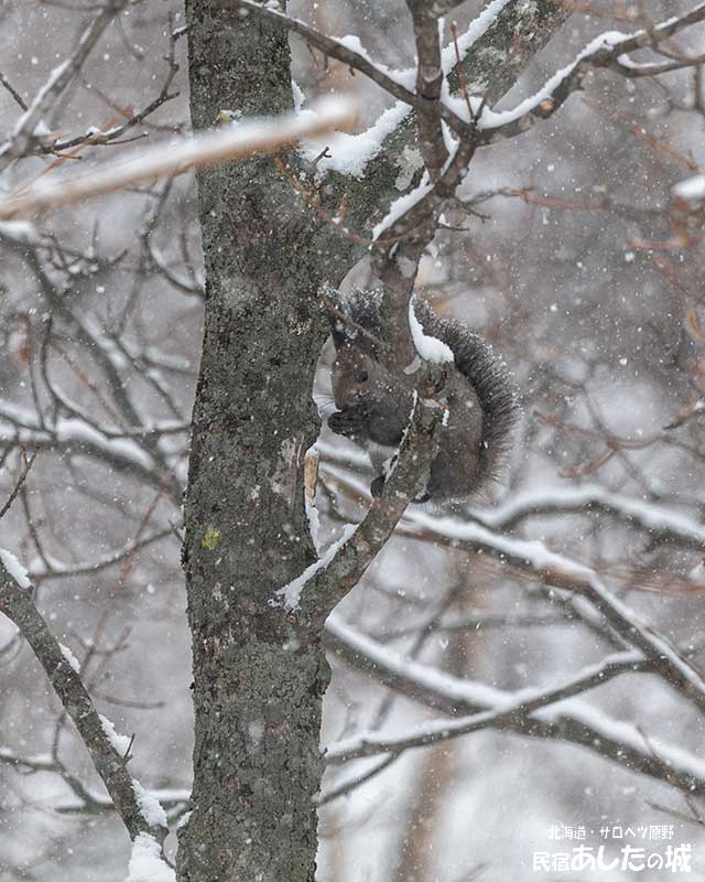 雪の中からクルミを見つけて食べる