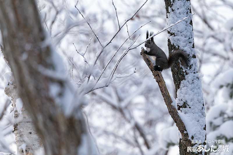 雪の中のエゾリス03