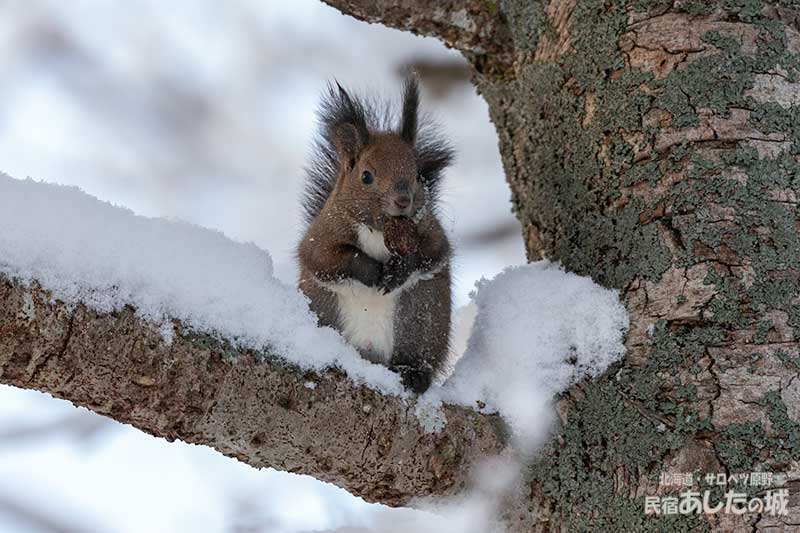 雪の中のエゾリス