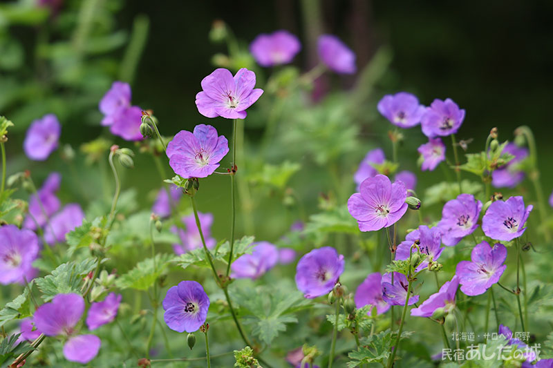 ゲラニウムの花色が高温で変化？