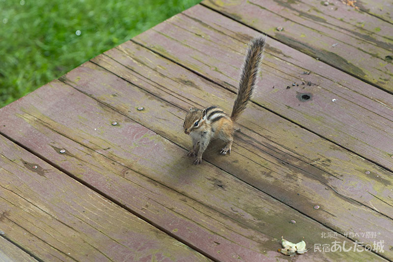 ベランダで