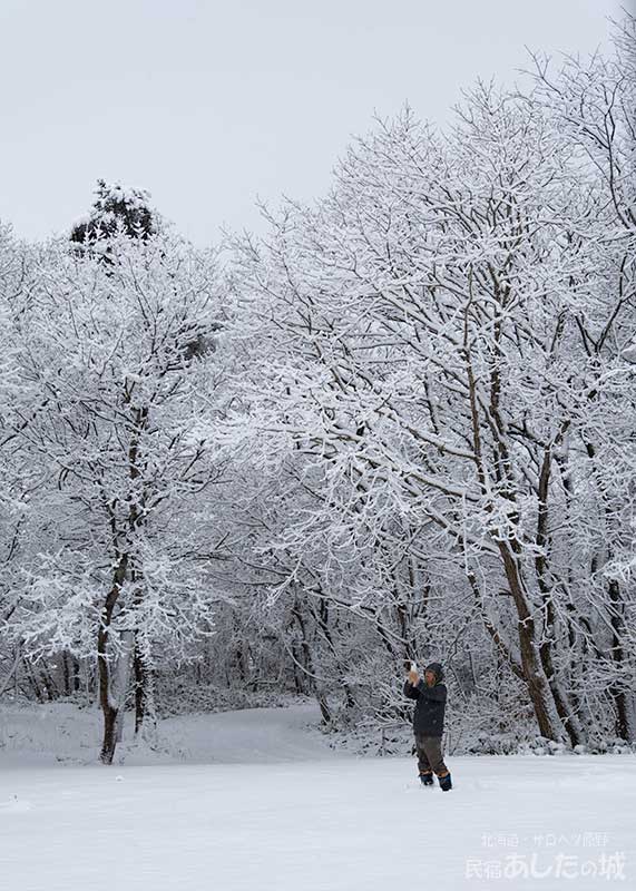 木立に積もった雪