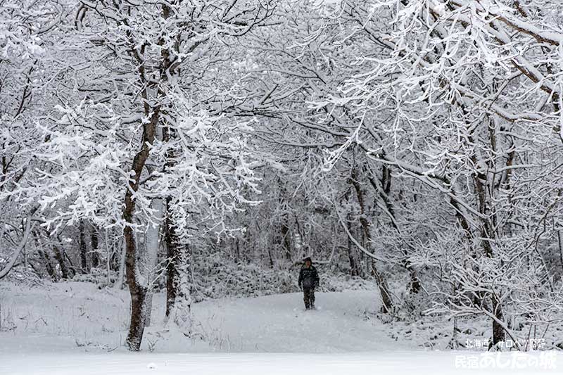 木立に積もった雪03