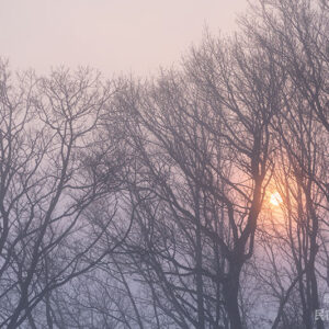 霧の中の木立と太陽