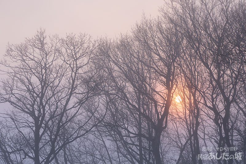 霧の中の木立と太陽