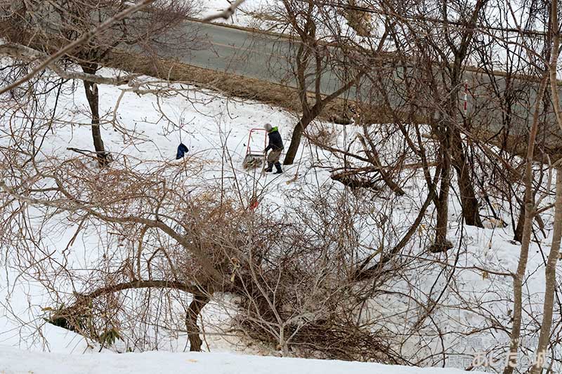 薪に使えそうなのを運ぶ