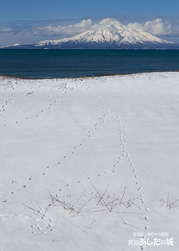 利尻と動物の足跡