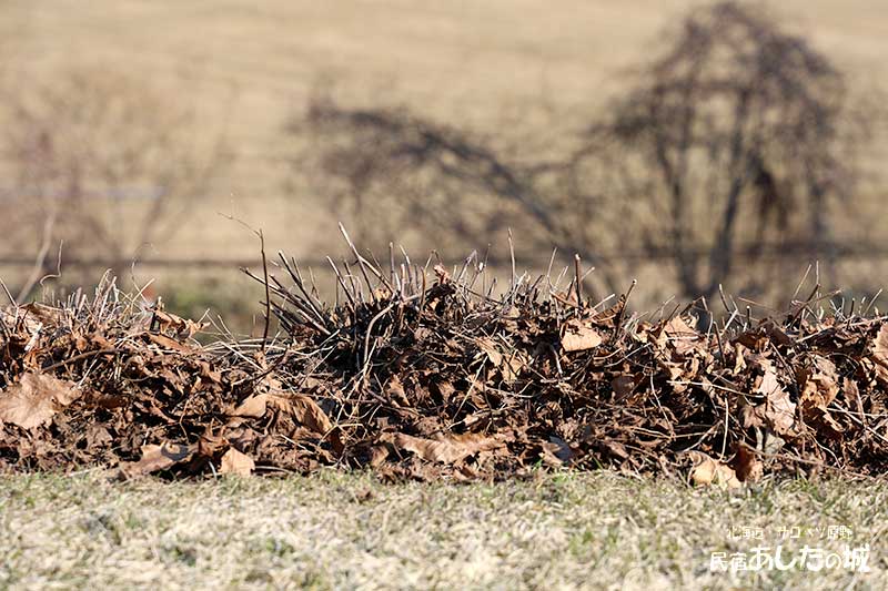 ブルーキャットミント