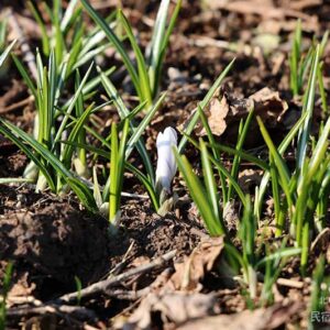 クロッカスのつぼみ