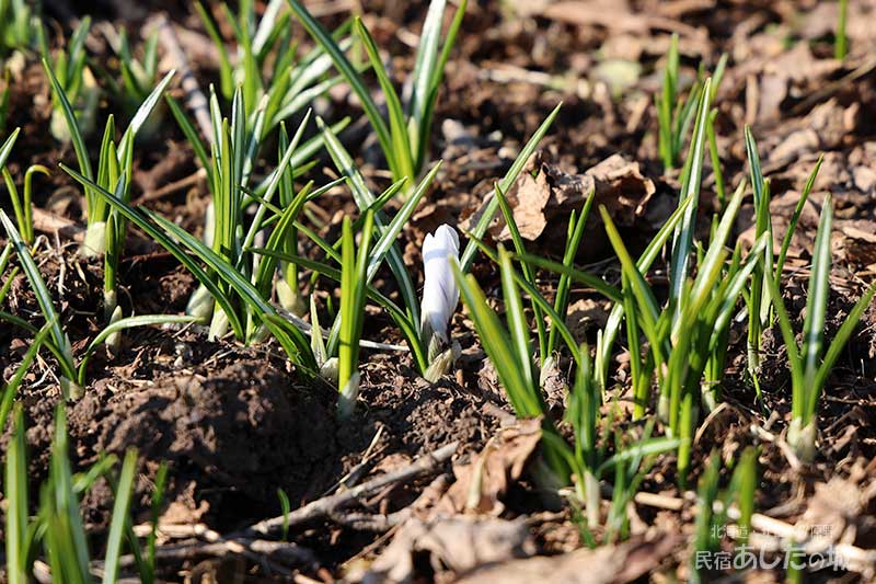 クロッカスのつぼみ
