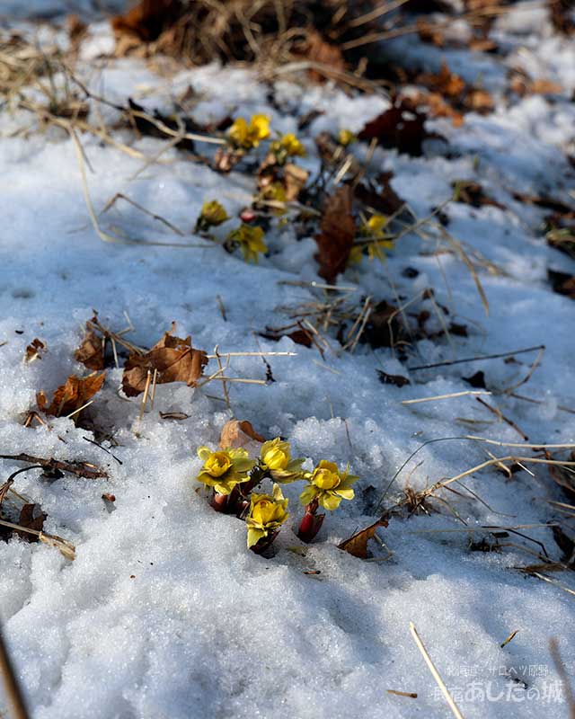 福寿草のつぼみ