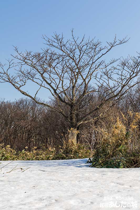 星空と撮っていた木