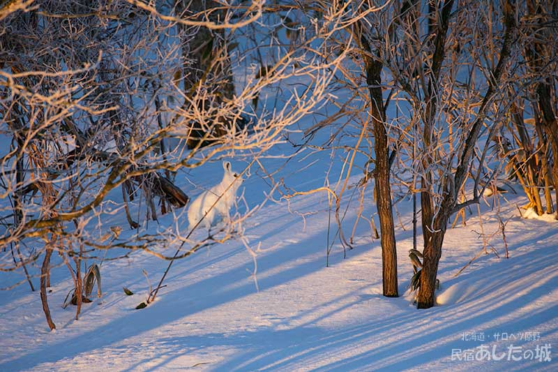 林の中にユキウサギ