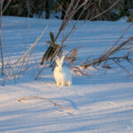 林から出てきたユキウサギ