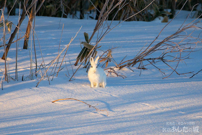 林から出てきたユキウサギ