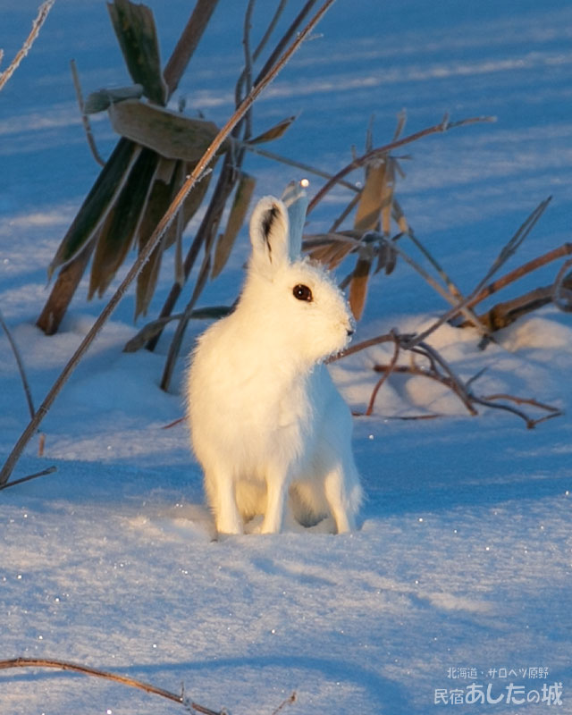 朝日を浴びるユキウサギ