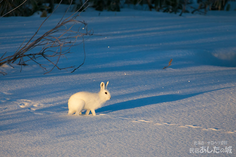白さが際立っています