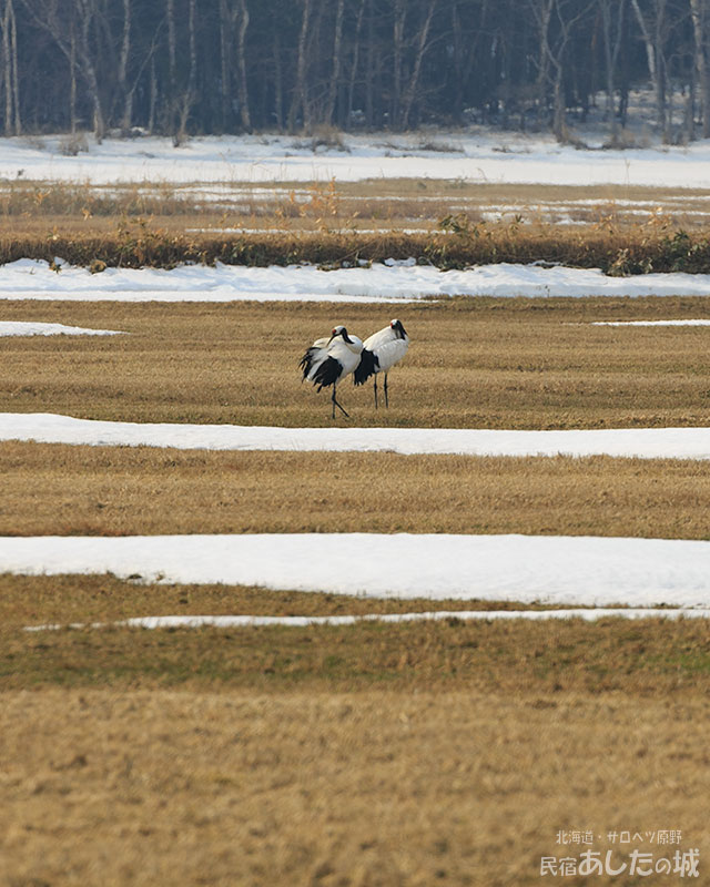 タンチョウのつがい02