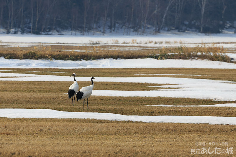 タンチョウのつがい01