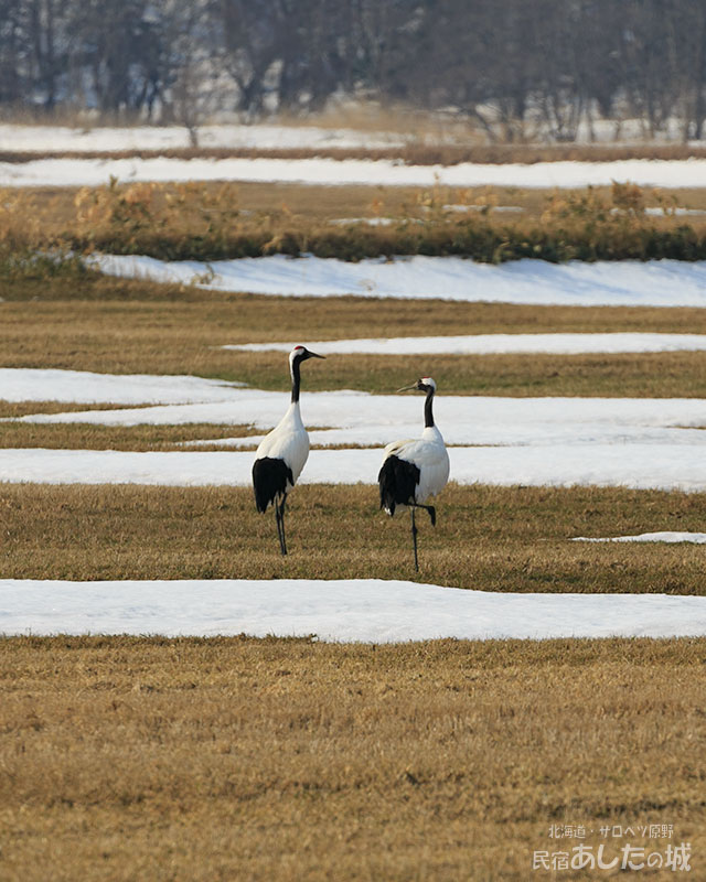 タンチョウのつがい03