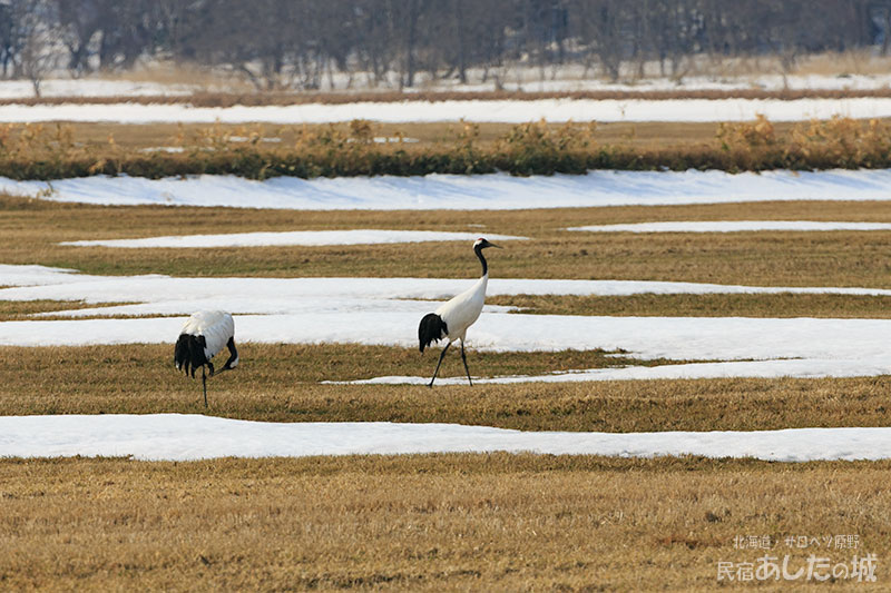 タンチョウのつがい04