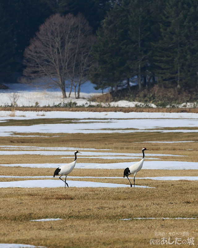 タンチョウのつがい05