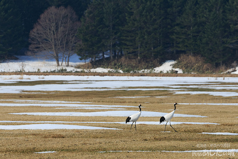 タンチョウのつがい06