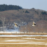 タンチョウのつがい07