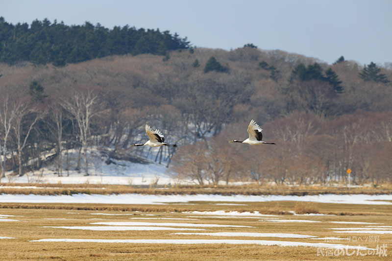 タンチョウのつがい07