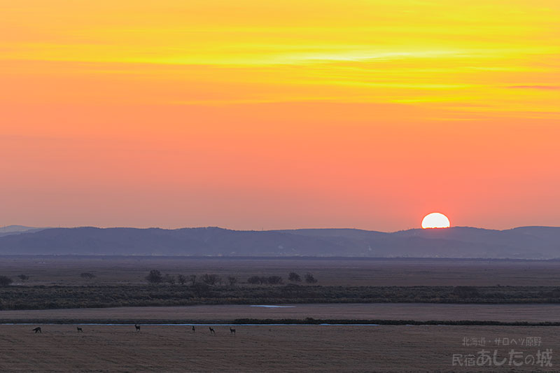 日の出とエゾシカ