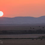 日の出とエゾシカと渡り鳥！