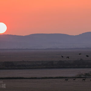 日の出とエゾシカと渡り鳥！