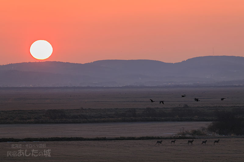 日の出とエゾシカと渡り鳥！
