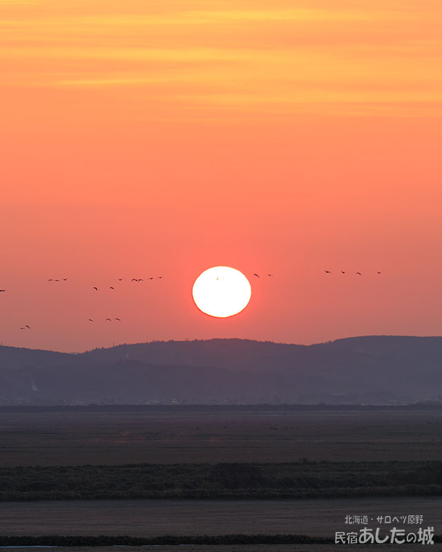 日の出と渡り鳥02