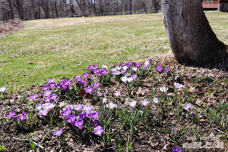 クロッカス4月1日の様子