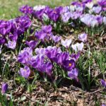 4月3日のクロッカス