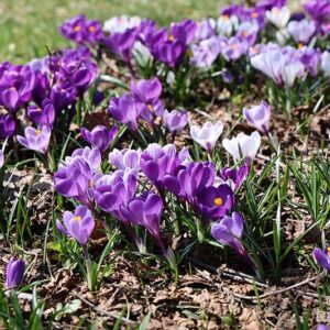 4月3日のクロッカス