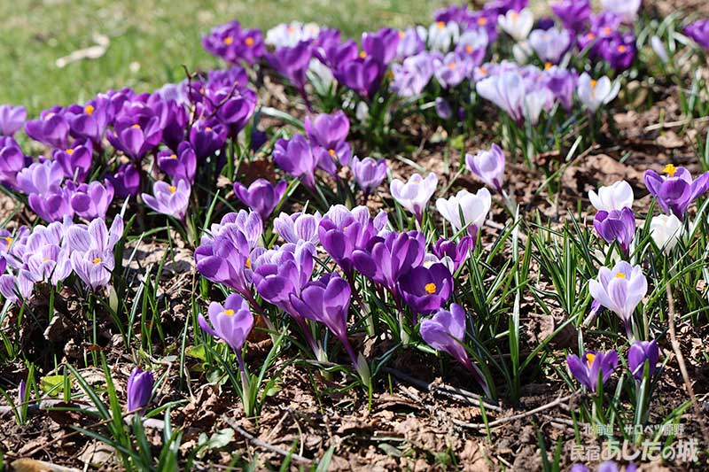 4月3日のクロッカス