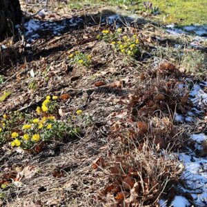 日陰の雪と福寿草