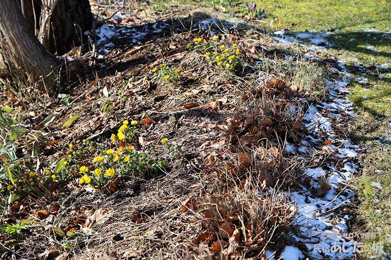 日陰の雪と福寿草