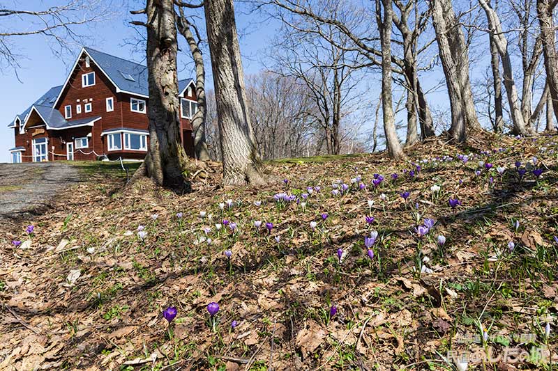私道わきのクロッカス
